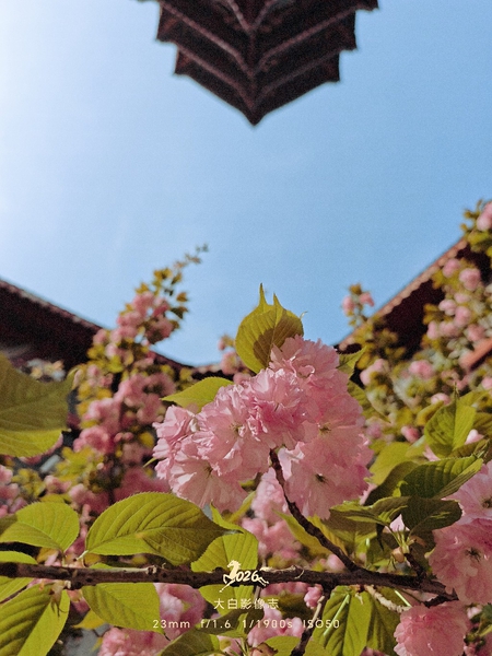 浪漫樱花,爱摄影-荣耀俱乐部