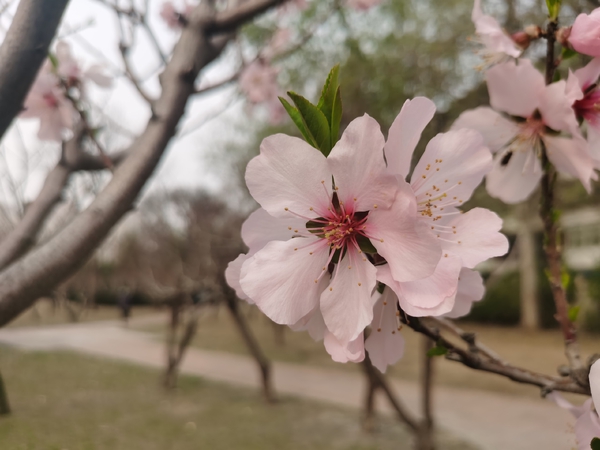 一树桃花开，滿枝迎春来,慢生活-荣耀俱乐部