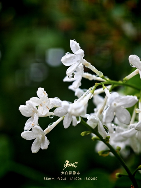 一场春雨，几许花落，满屏思绪,爱摄影-荣耀俱乐部
