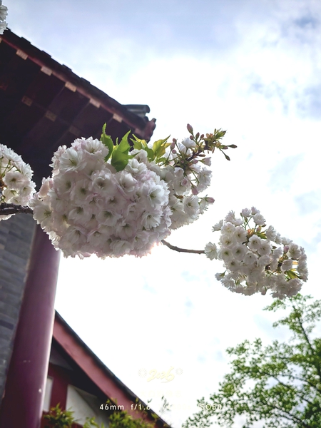 转角遇到素色的樱花,爱摄影-荣耀俱乐部
