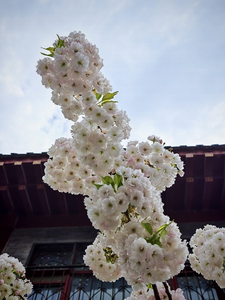 转角遇到素色的樱花,爱摄影-荣耀俱乐部