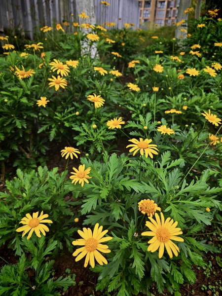 公园的花,荣耀500系列-荣耀俱乐部