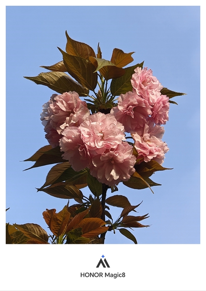 浪漫的樱花开了,爱摄影-荣耀俱乐部