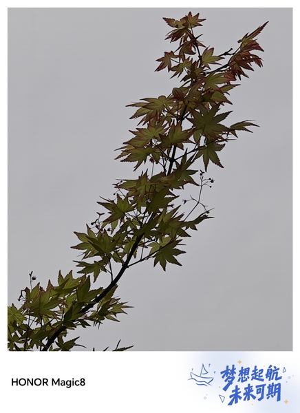 浪漫的樱花开了,爱摄影-荣耀俱乐部