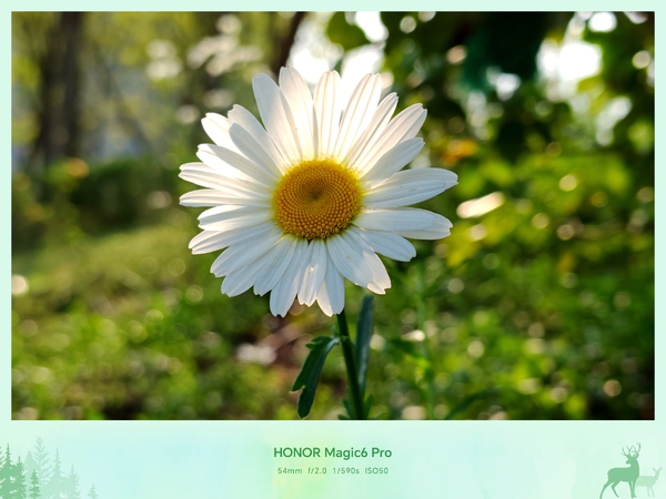瓣间藏光.续集,荣耀Magic6系列-荣耀俱乐部