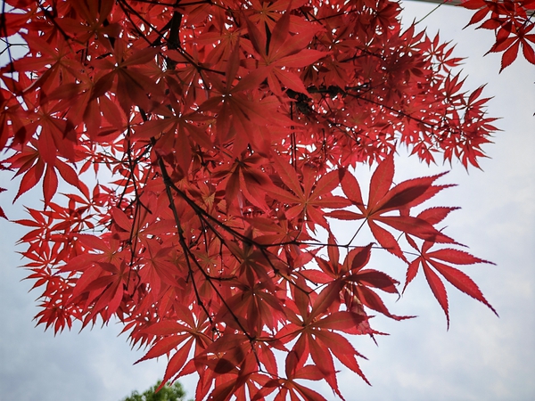 红枫黄叶,荣耀500系列-荣耀俱乐部