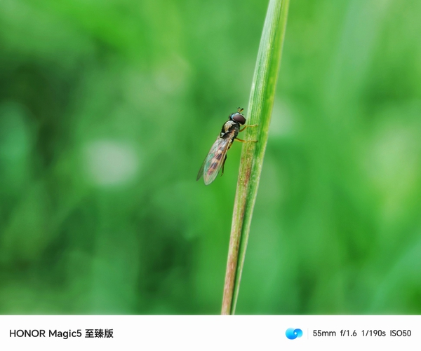 小蜜蜂,爱摄影-荣耀俱乐部
