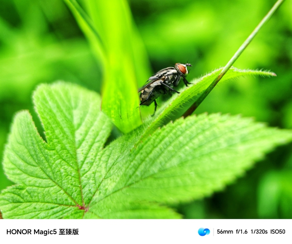 微距小文,爱摄影-荣耀俱乐部
