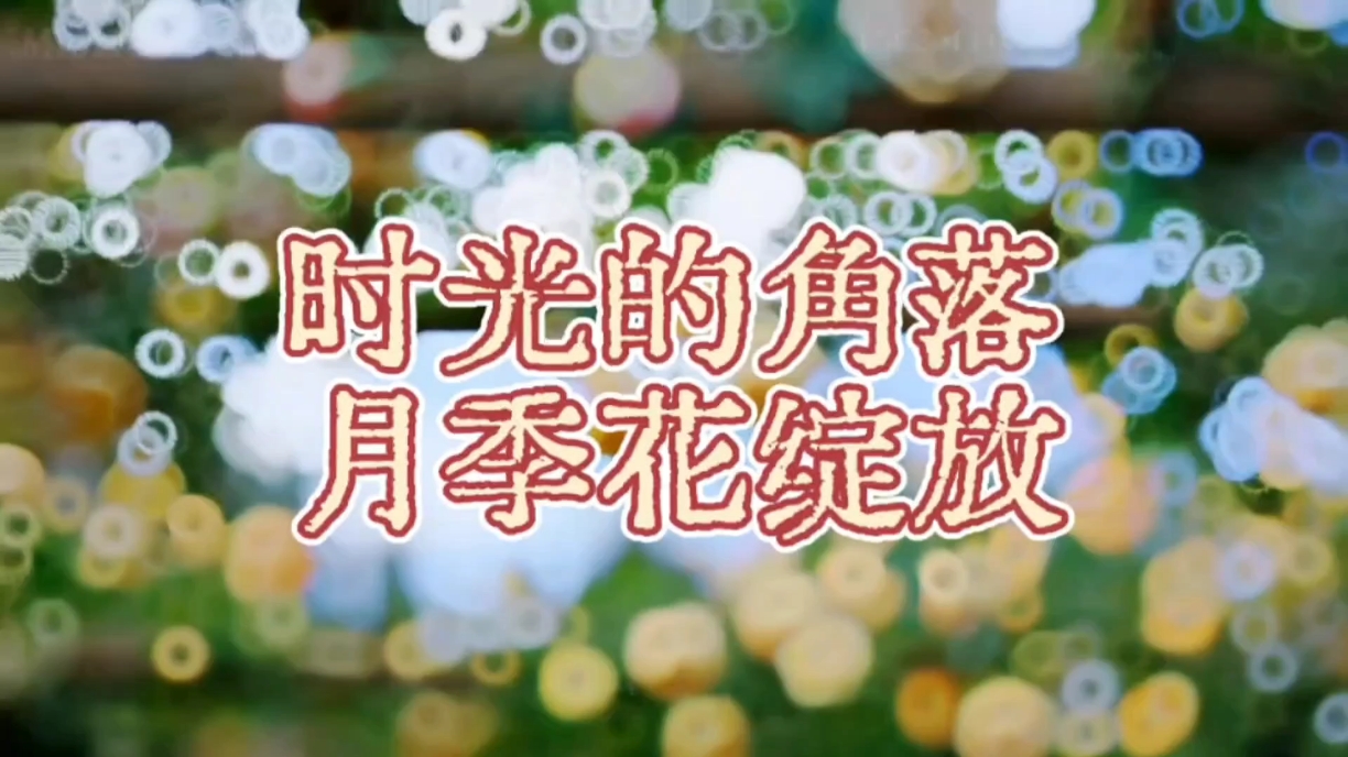【时光角落】月季绽放,爱摄影-荣耀俱乐部