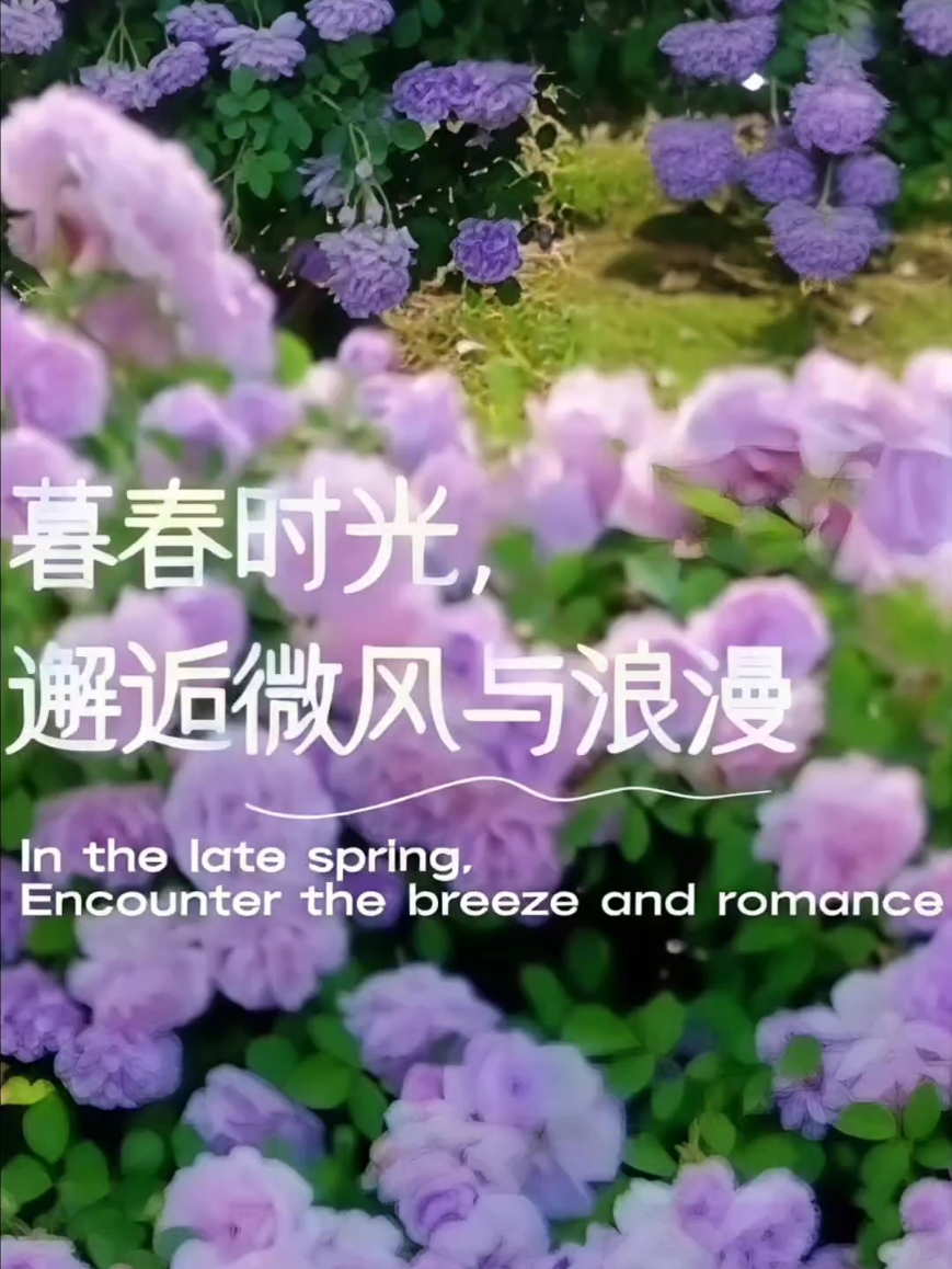 【暮春时光】邂逅微风与浪漫,爱摄影-荣耀俱乐部