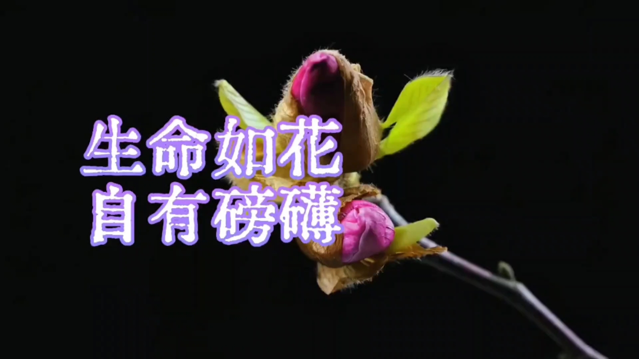 【延时摄影】生命如花,爱摄影-荣耀俱乐部