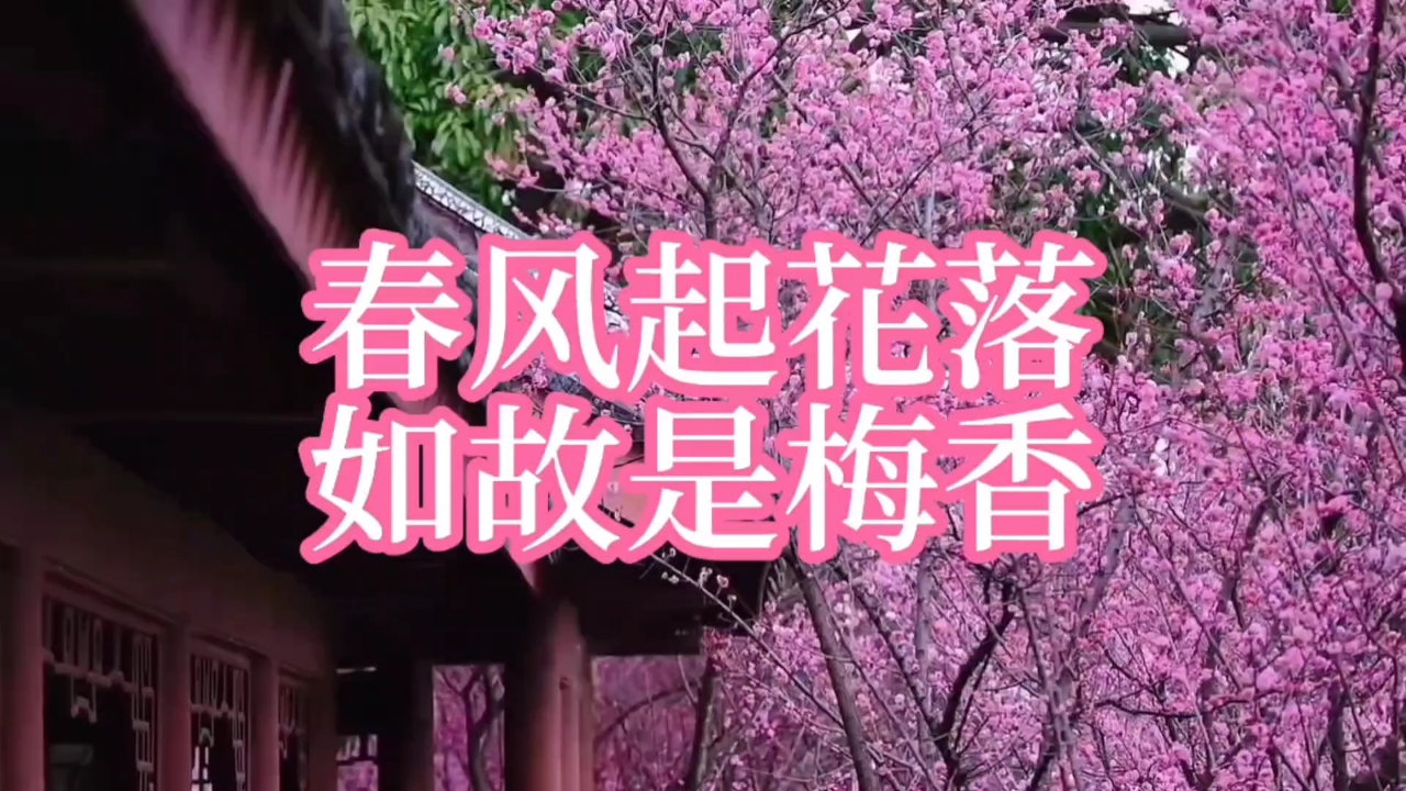 【春风起花落】如故是梅香,爱摄影-荣耀俱乐部