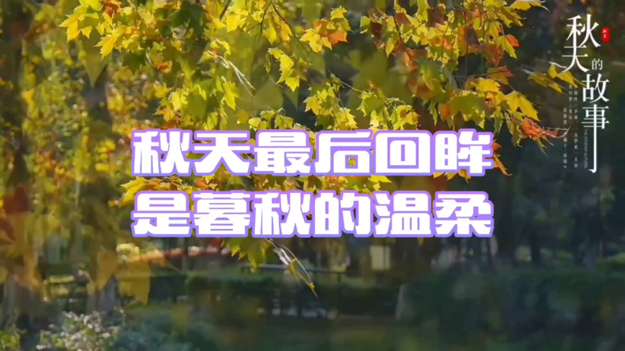 【秋天的故事】暮秋的温柔,爱摄影-荣耀俱乐部