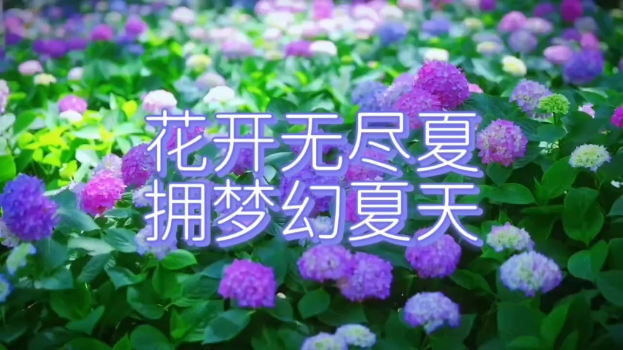 【你好夏天】花开无尽夏,爱摄影-荣耀俱乐部