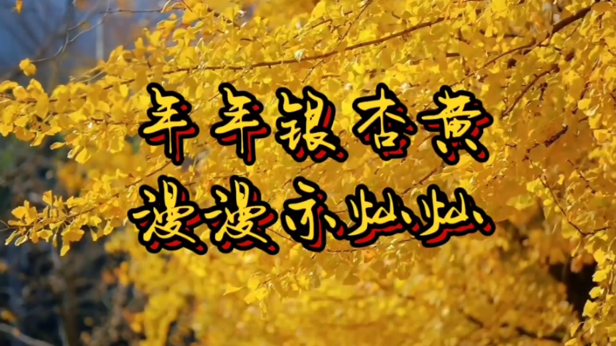 【你好冬天】年年银杏黄,爱摄影-荣耀俱乐部