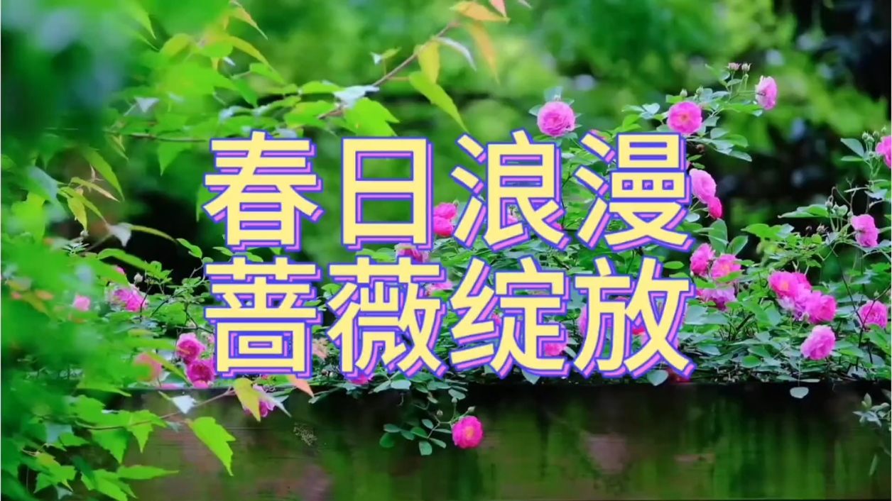【你好春天】蔷薇绽放,爱摄影-荣耀俱乐部
