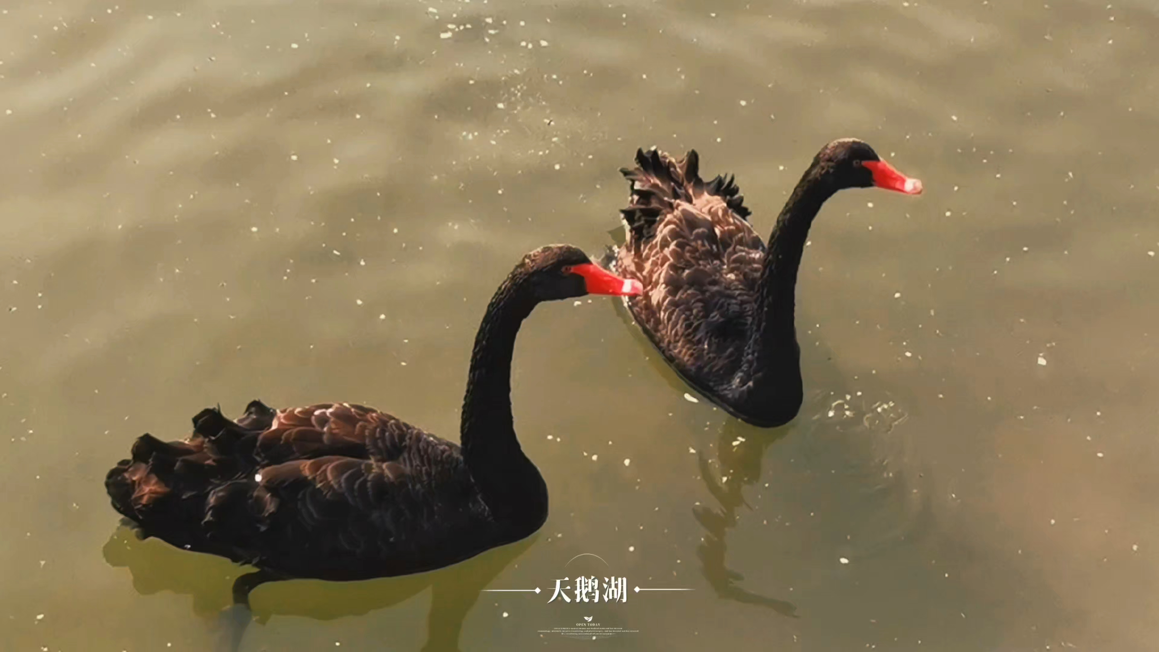 春暖水清溪，天鹅河戏水,慢生活-荣耀俱乐部