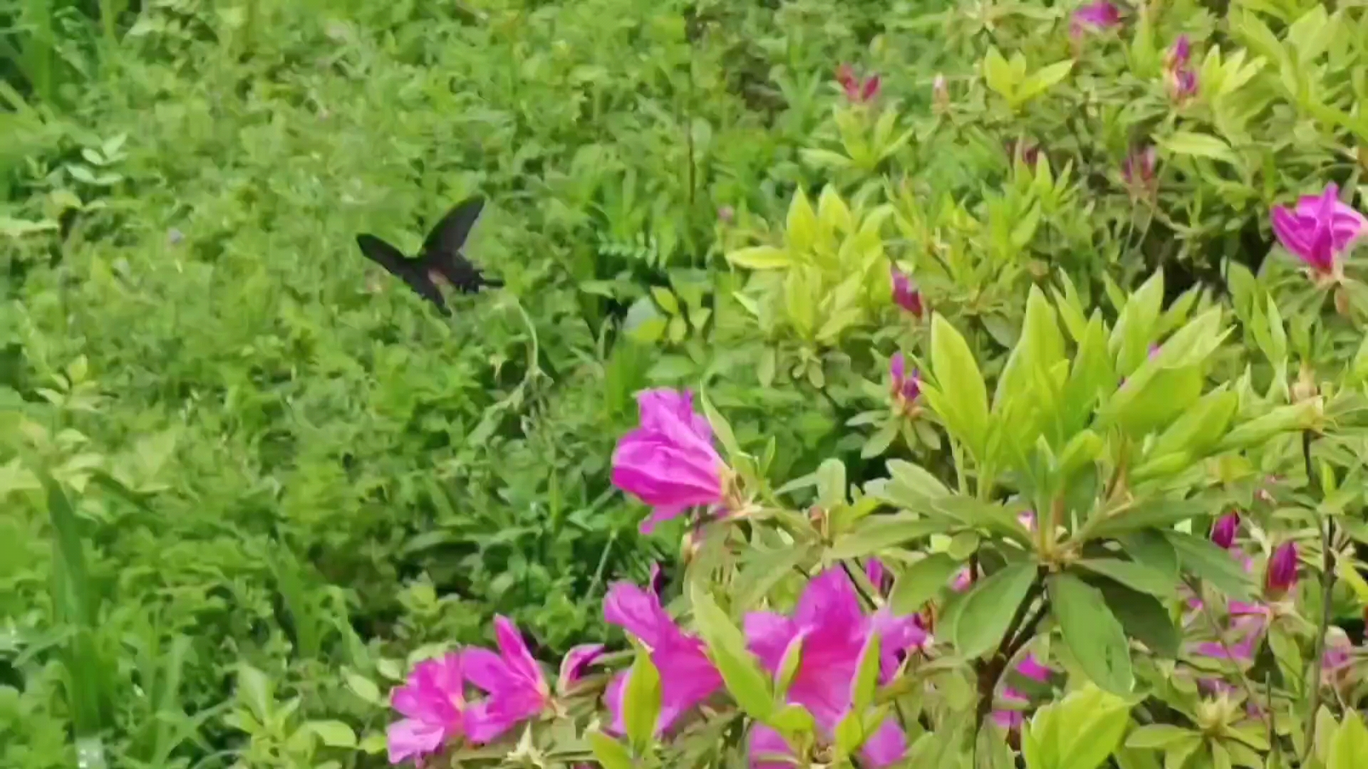杜鹃花烂漫·蝴蝶舞春天,爱摄影-荣耀俱乐部