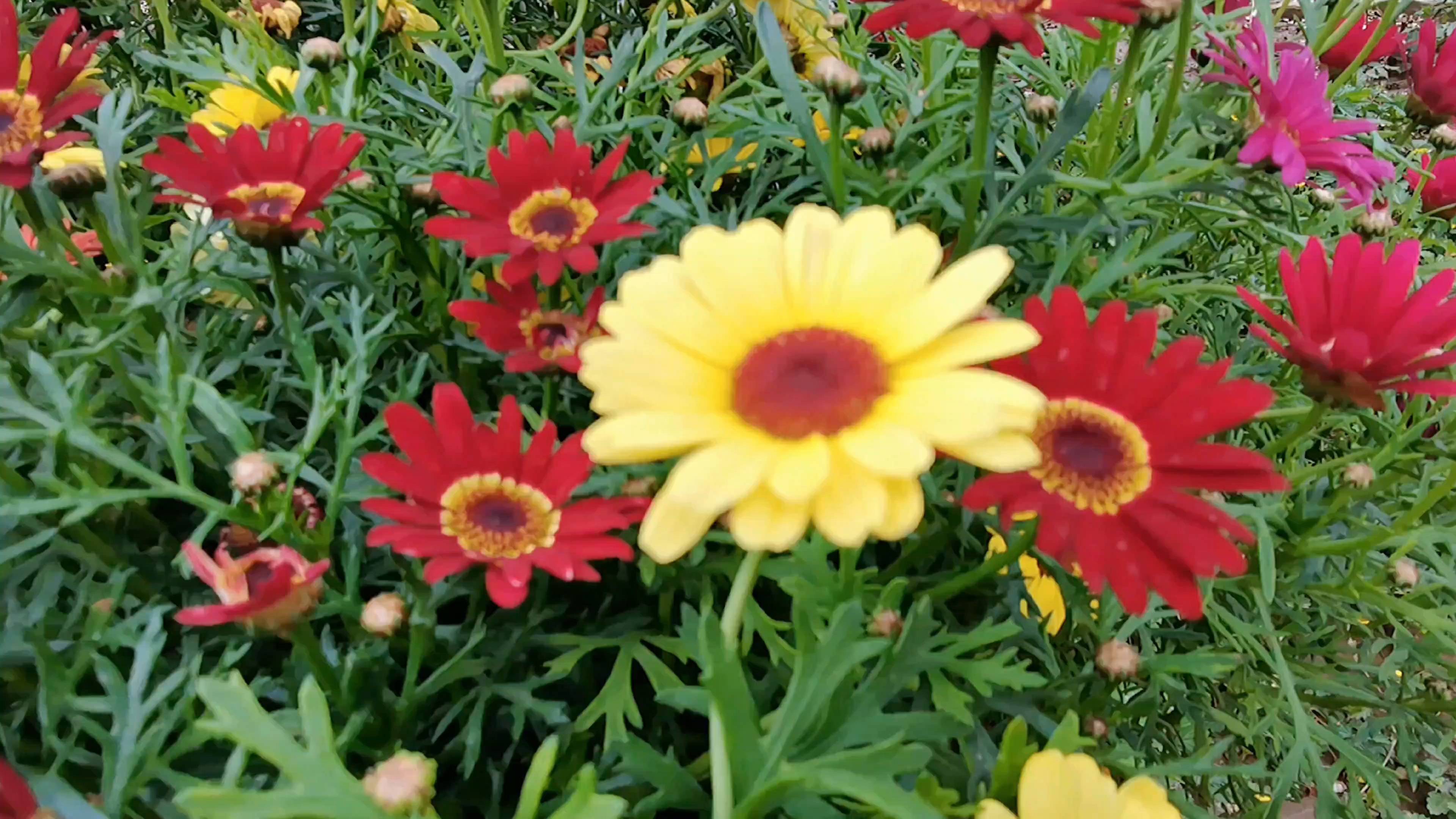 菊花红，菊花黄，争奇斗艳竟芬芳,慢生活-荣耀俱乐部