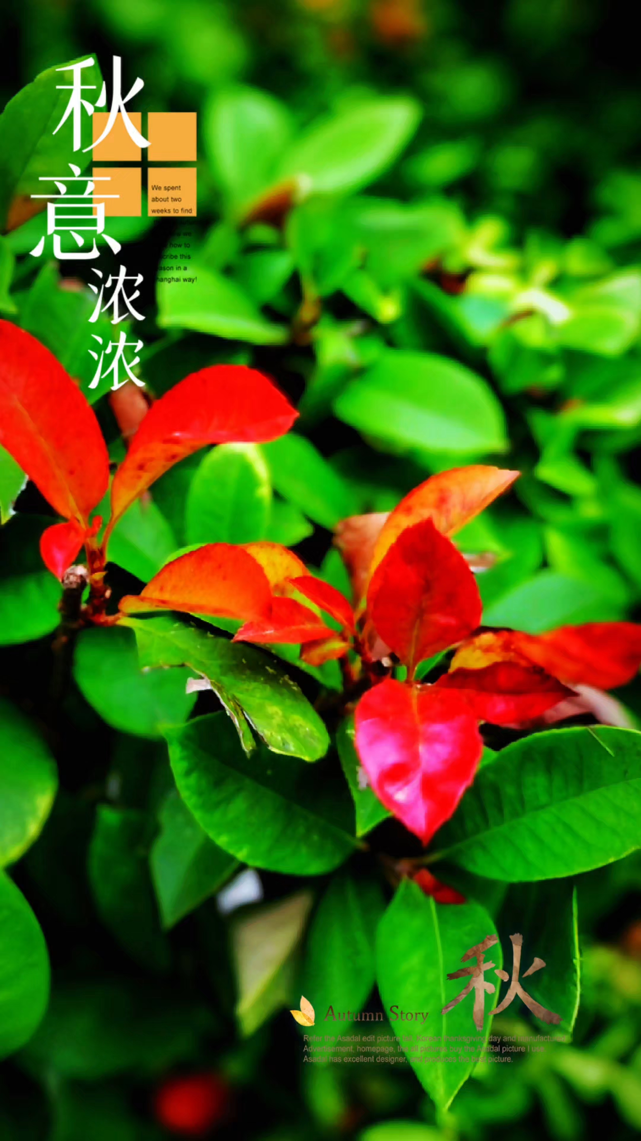 秋色，叶绿尽染浓似红花,慢生活-荣耀俱乐部