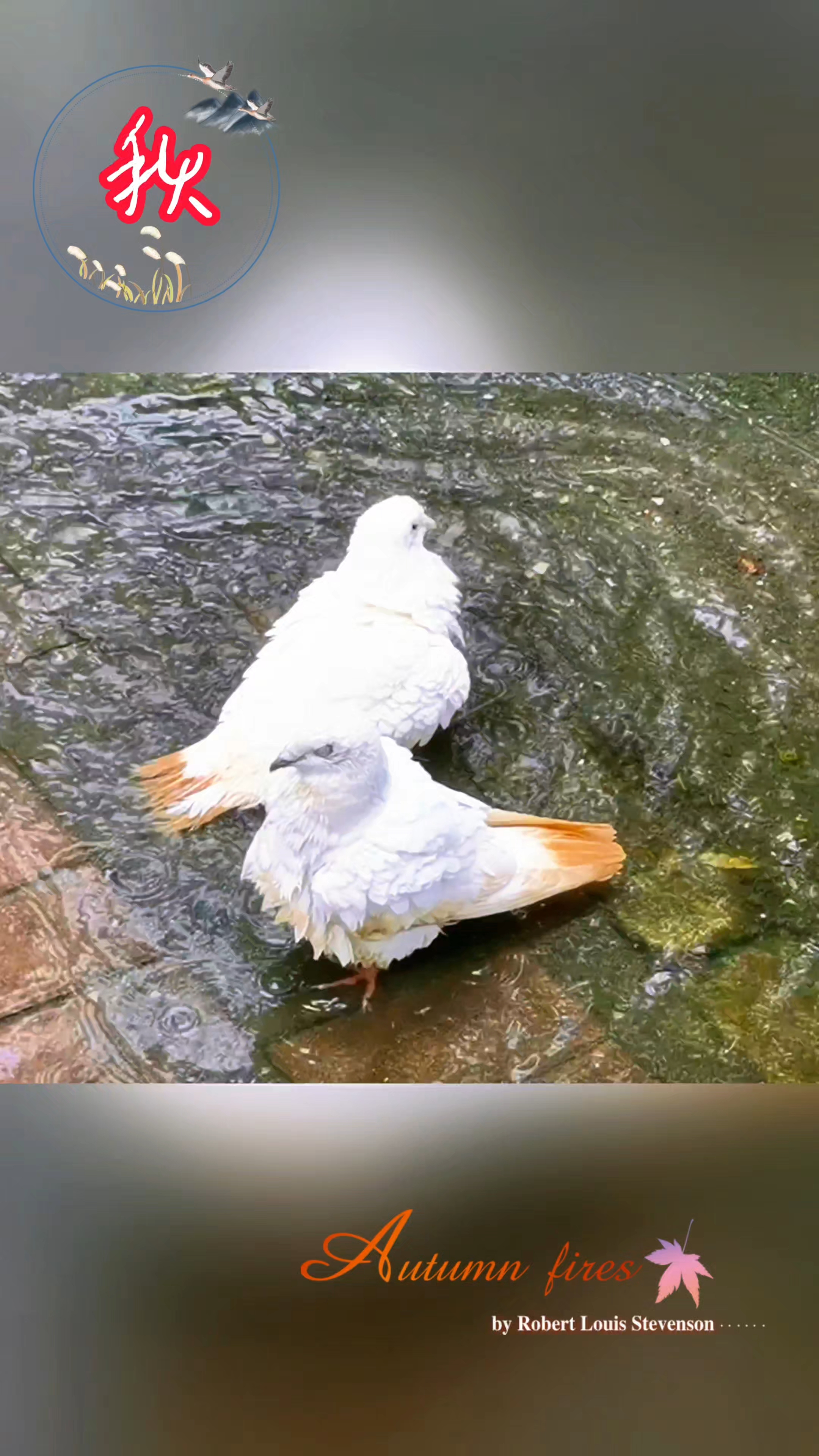 路阶秋雨后，飞鸽恋街头,慢生活-荣耀俱乐部