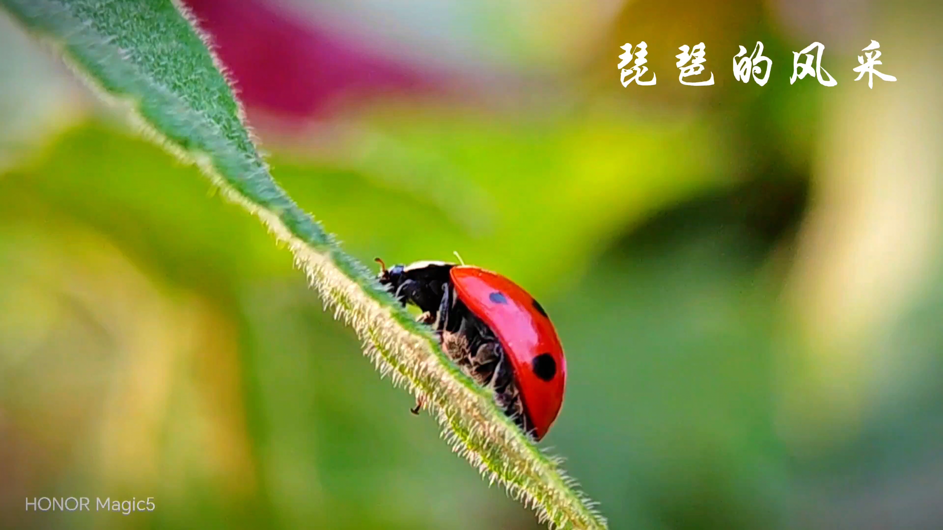 琵琶的风采,爱摄影-荣耀俱乐部