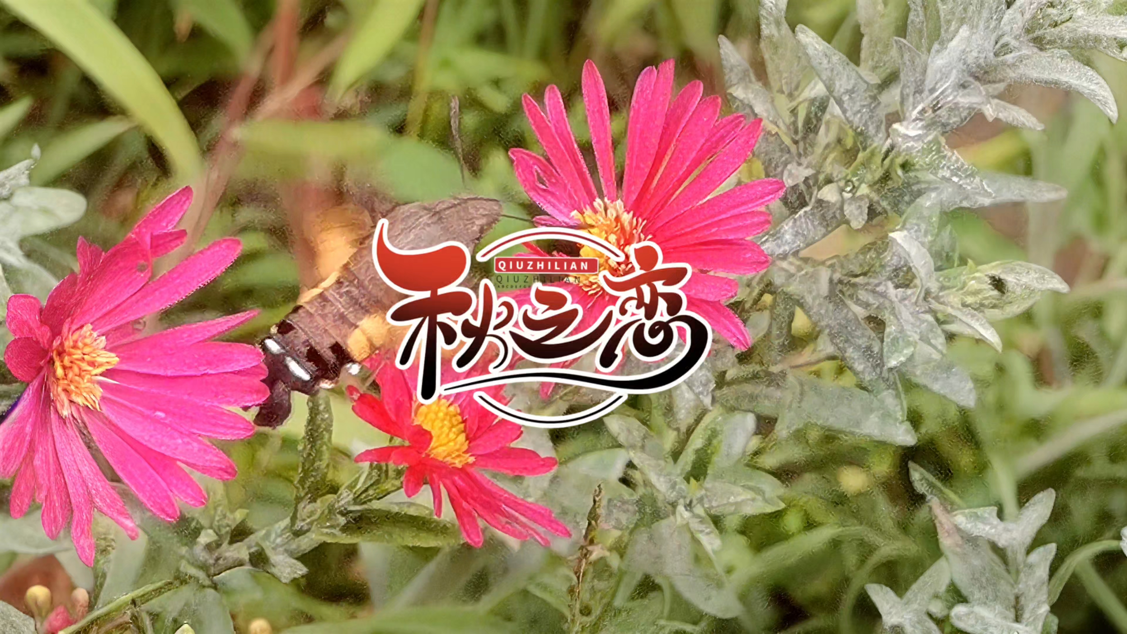 秋恋，蜂鸟鹰蛾斗菊花,慢生活-荣耀俱乐部