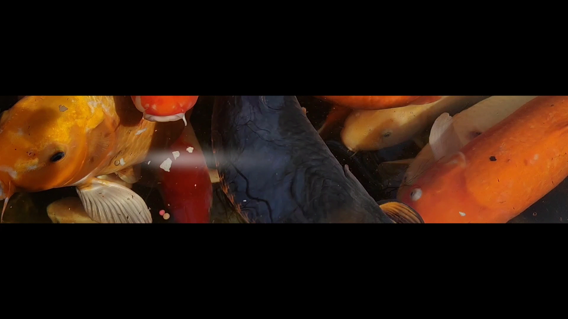 锦鲤,爱摄影-荣耀俱乐部