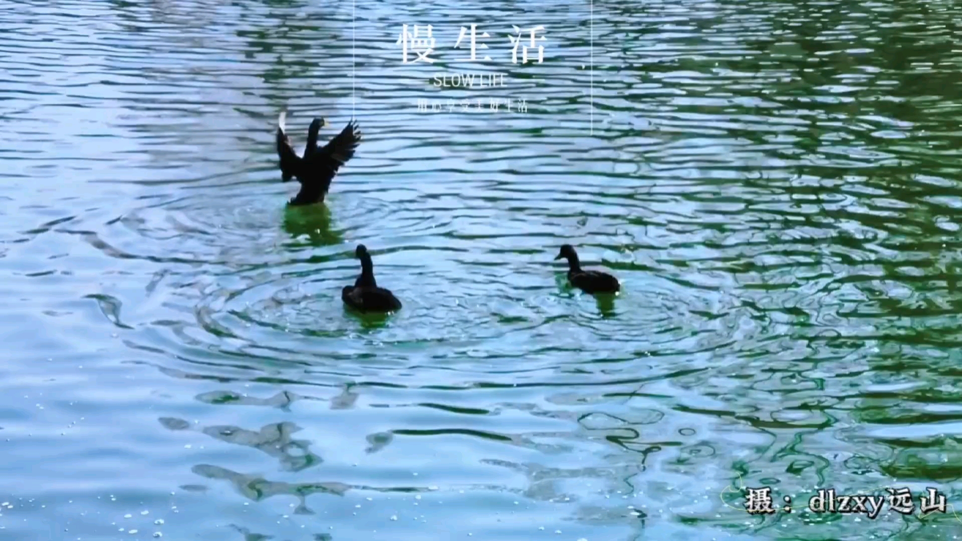 春江水暖鸭先知,爱摄影-荣耀俱乐部