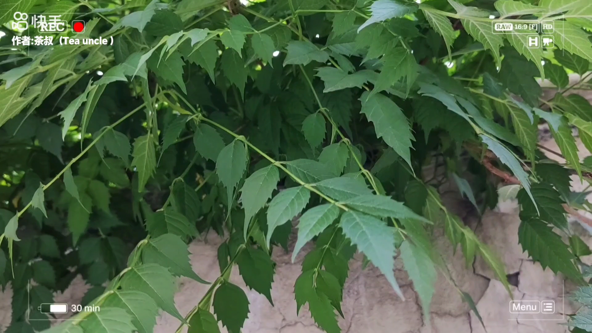 生活那点事儿,荣耀90系列-荣耀俱乐部