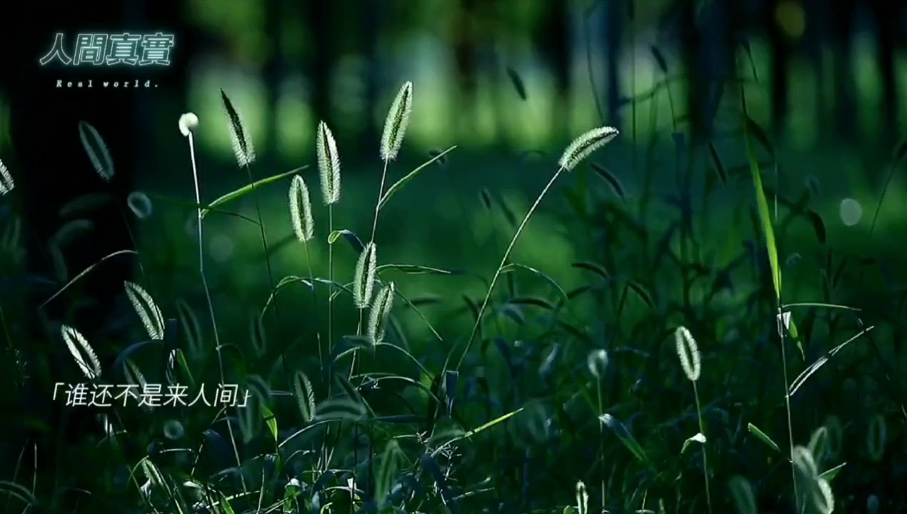 人生注定要忘却一些东西，太多的留恋会成为一种羁绊，生命是一条河流，终究要流向远方。,荣耀Magic4系列-荣耀俱乐部