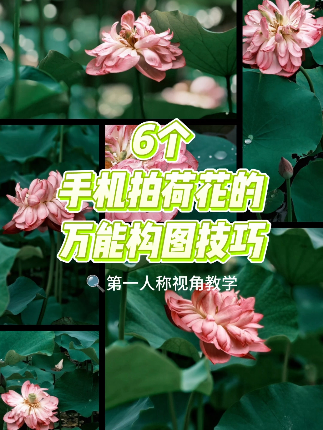 【摄影教程】6个拍荷花最常用构图技巧！荷花怎么拍？手机怎么拍荷花？荣耀400Pro轻松搞定,爱摄影-荣耀俱乐部