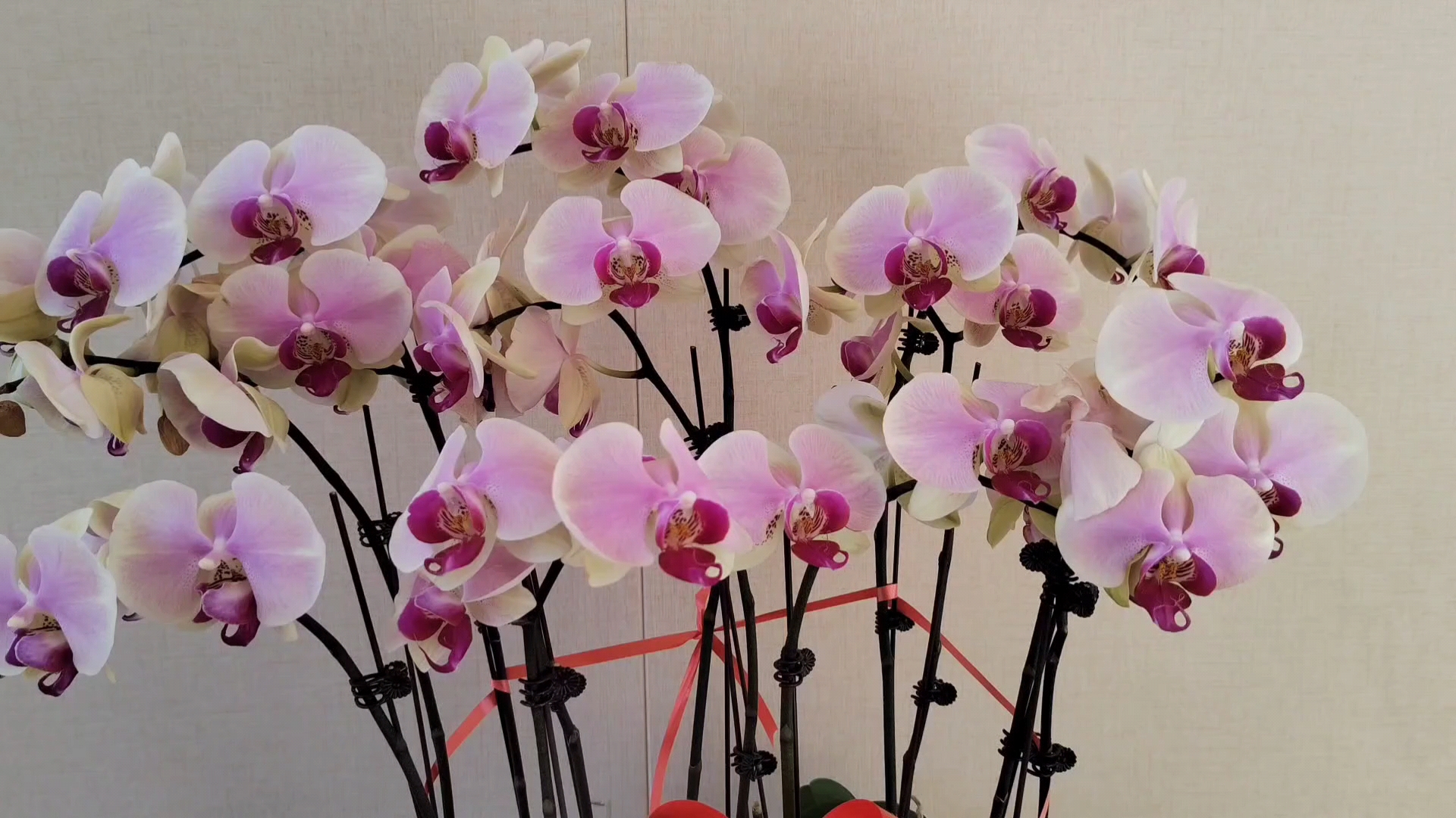 蝴蝶兰花开•好运随风来,爱摄影-荣耀俱乐部