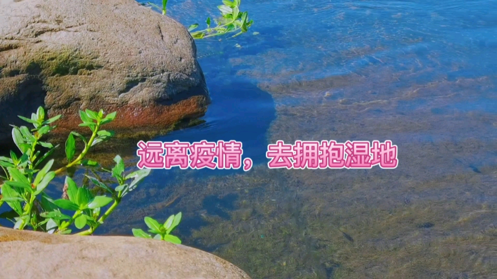 疫情当下，还是去乡下湿地好！,其它机型-荣耀俱乐部