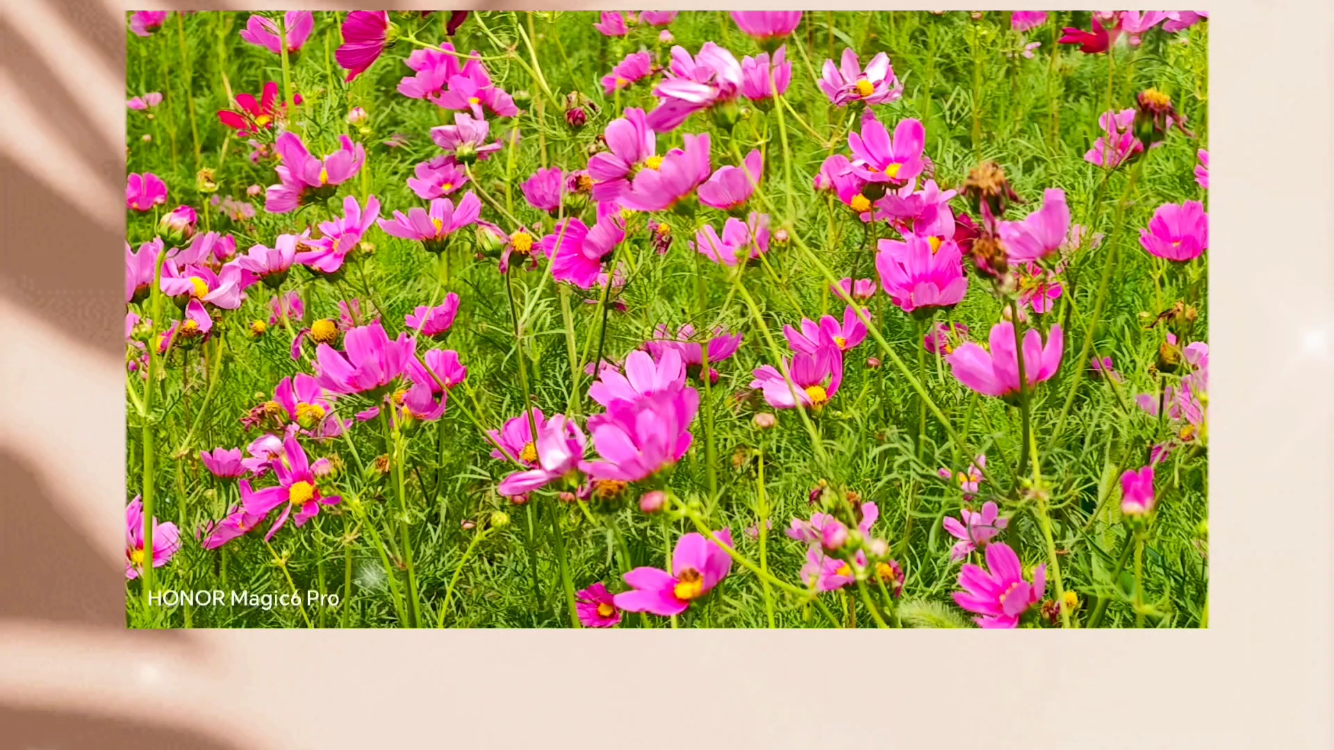 夏日限定美好时光,爱摄影-荣耀俱乐部