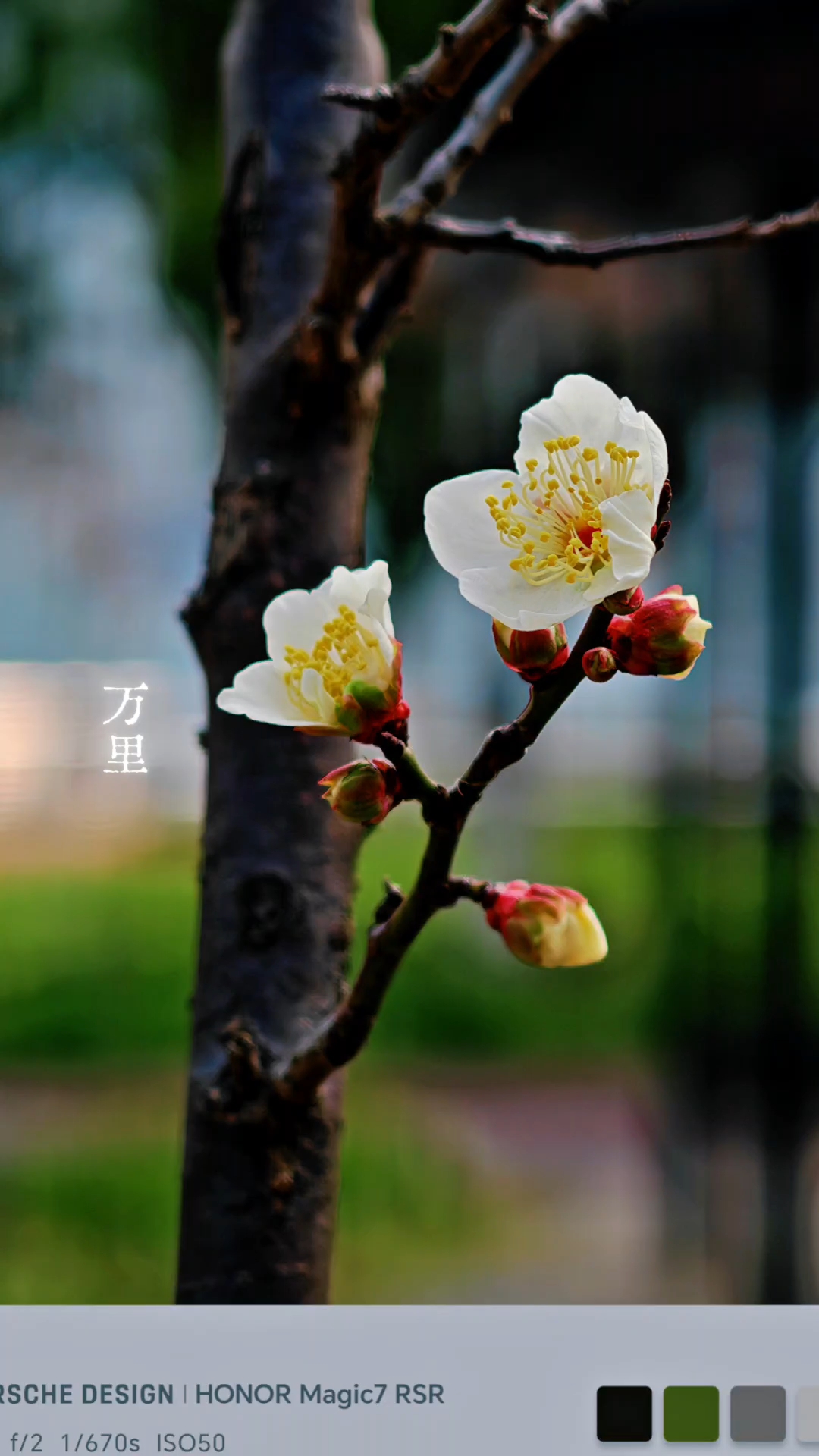 绿萼梅,荣耀Magic7系列-荣耀俱乐部