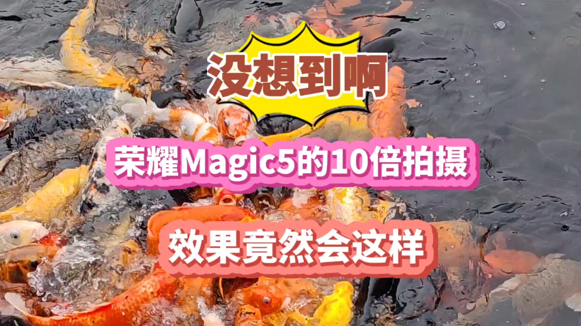 没想到啊！荣耀Magic5的10倍拍摄效果竟然会这样……,荣耀Magic5系列-荣耀俱乐部