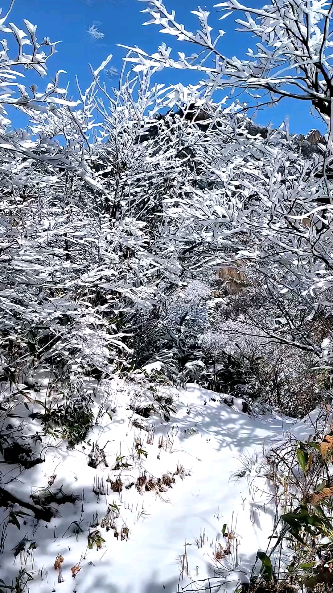 步入冰雪世界,爱摄影-荣耀俱乐部