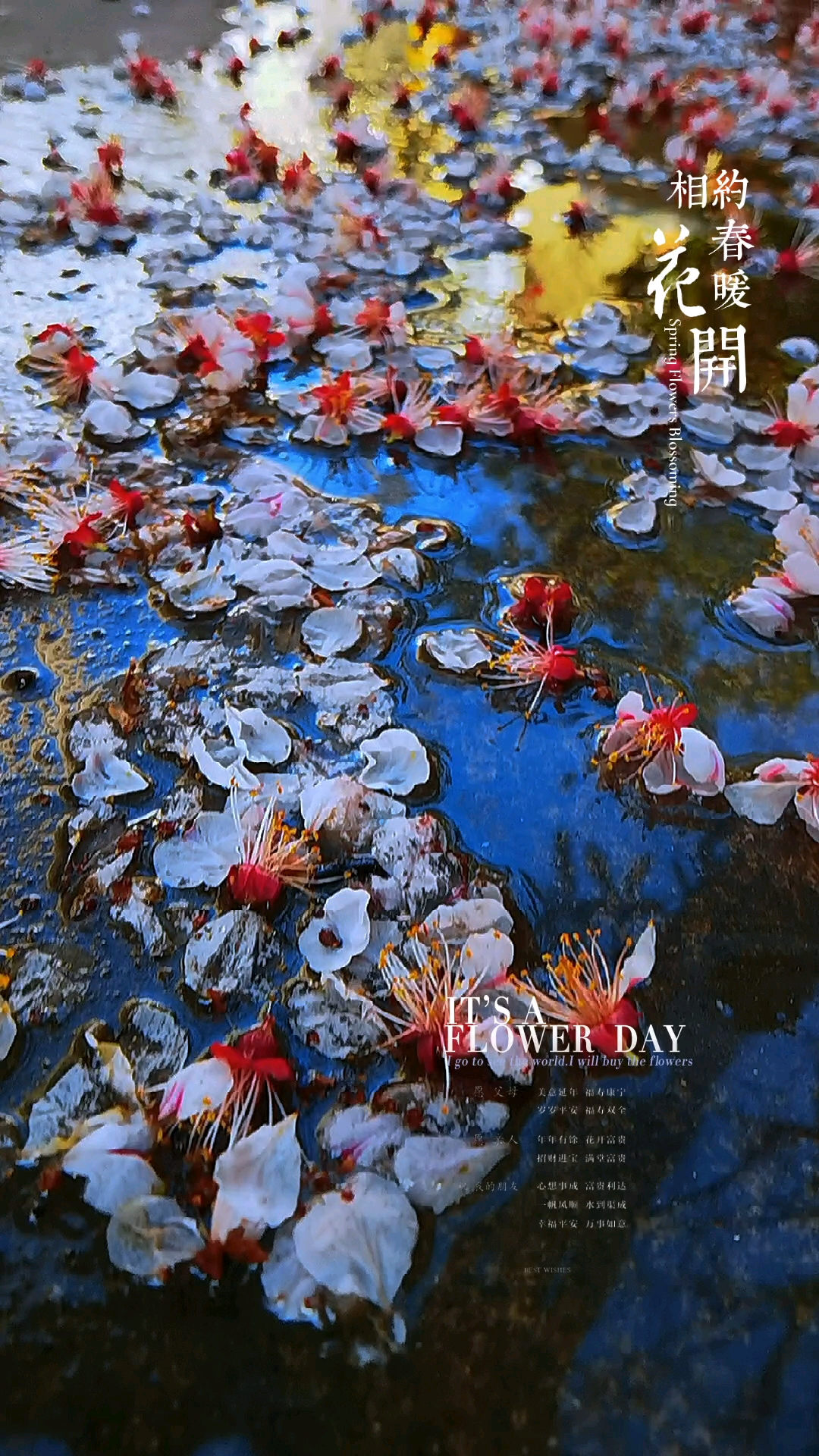 风起花萧索,爱摄影-荣耀俱乐部