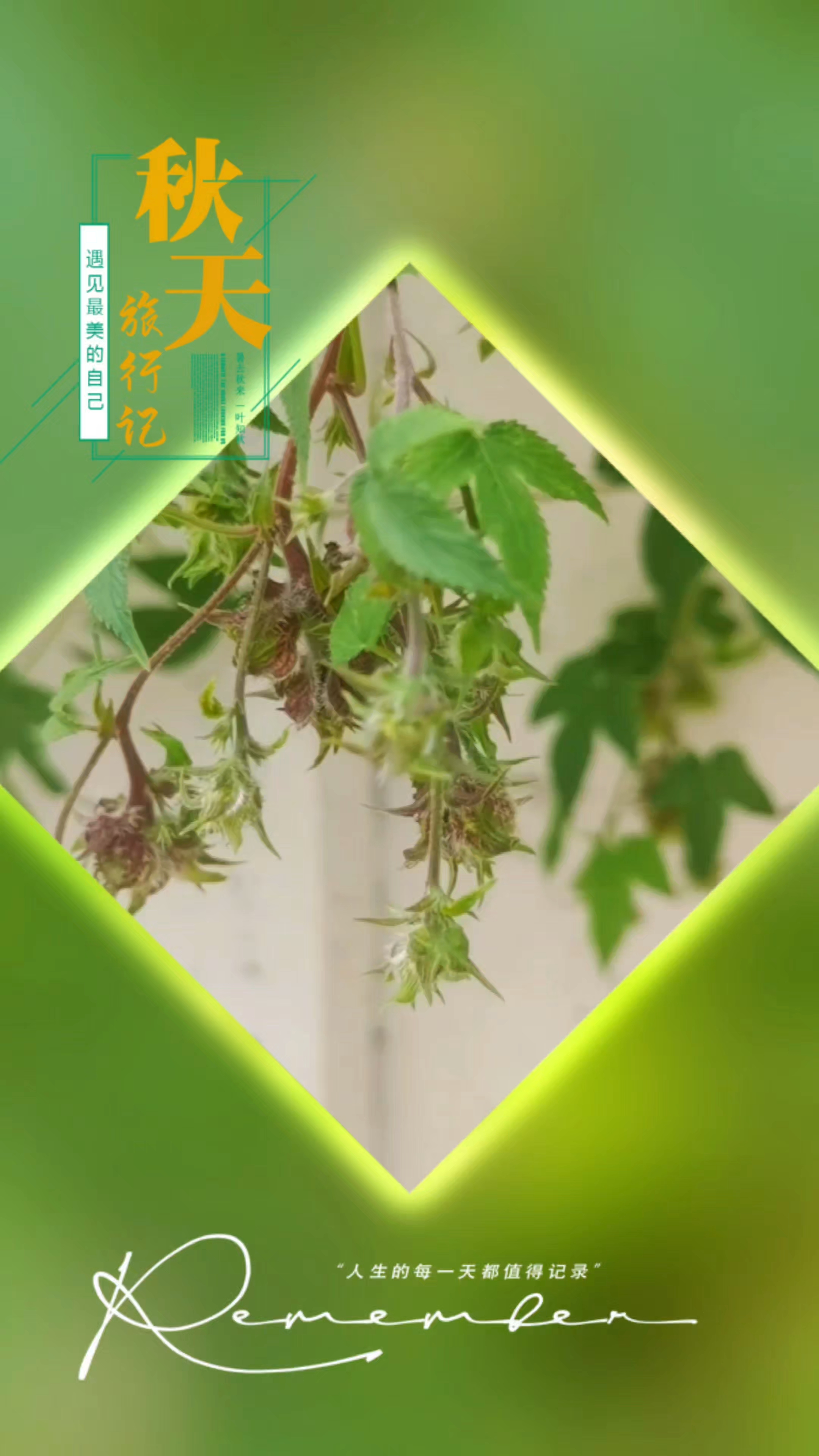 一枝对秋光，风摇叶绿墙,慢生活-荣耀俱乐部