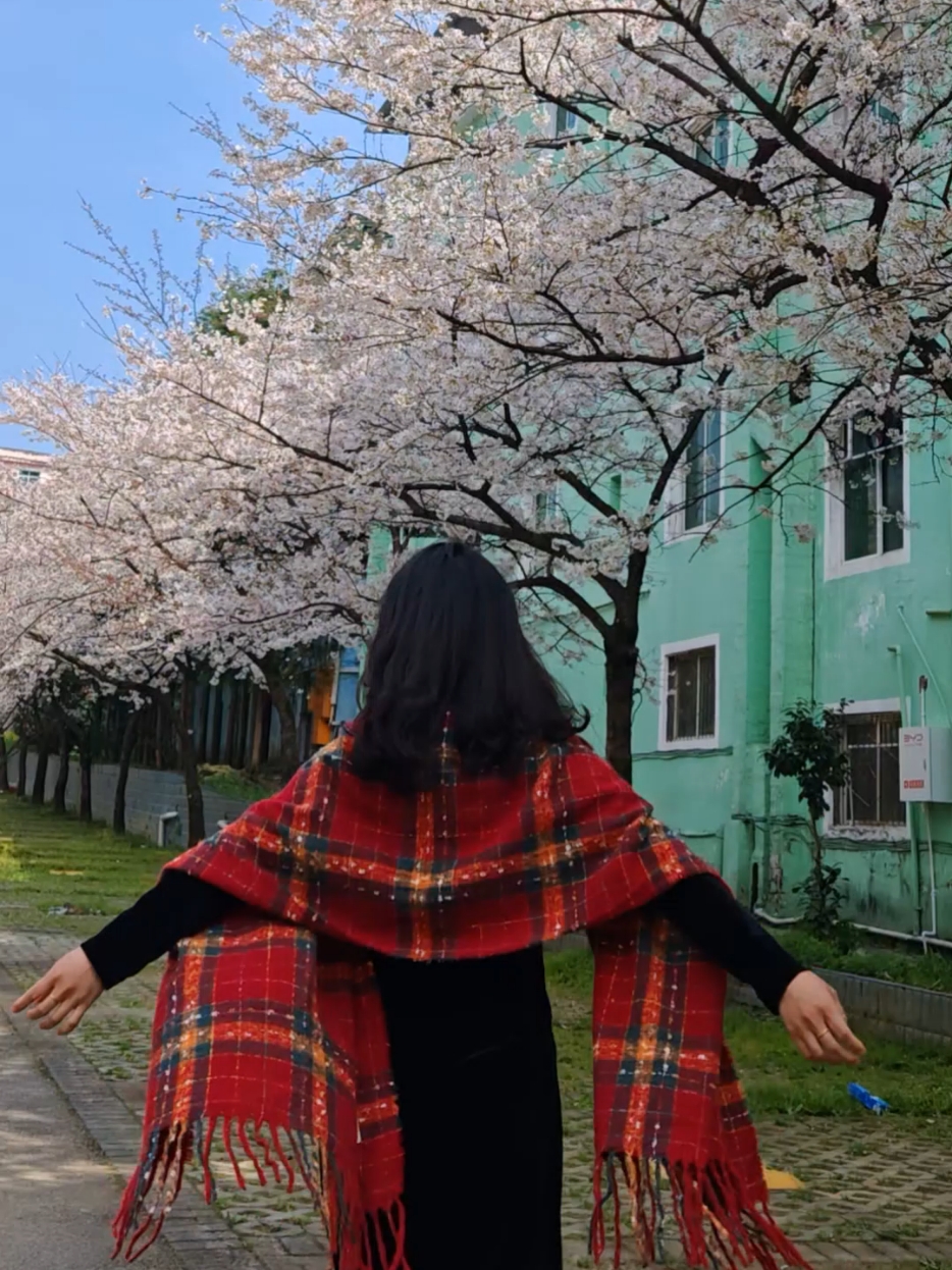 闪耀女生｜樱花树下站谁都美,爱摄影-荣耀俱乐部