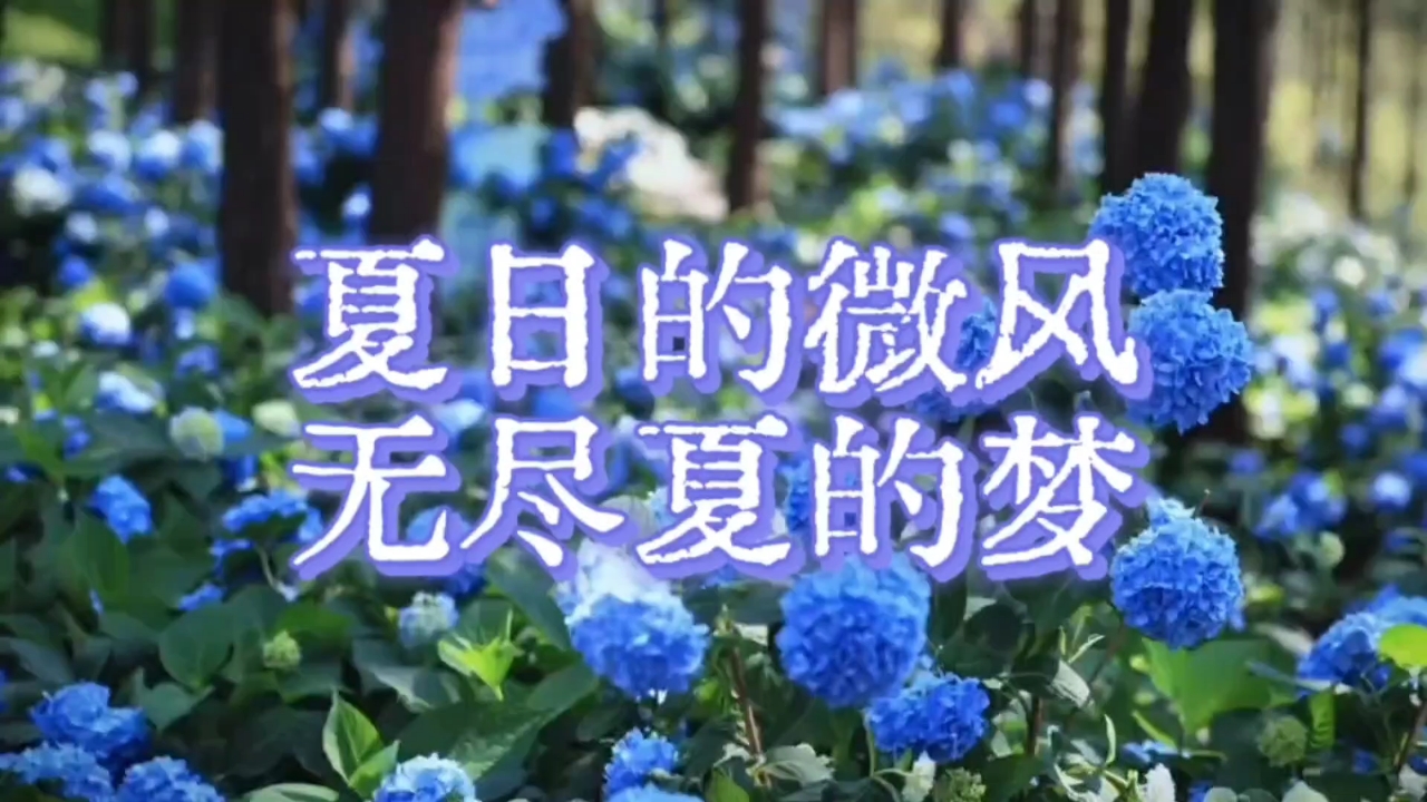 【你好夏天】无尽夏的梦,爱摄影-荣耀俱乐部