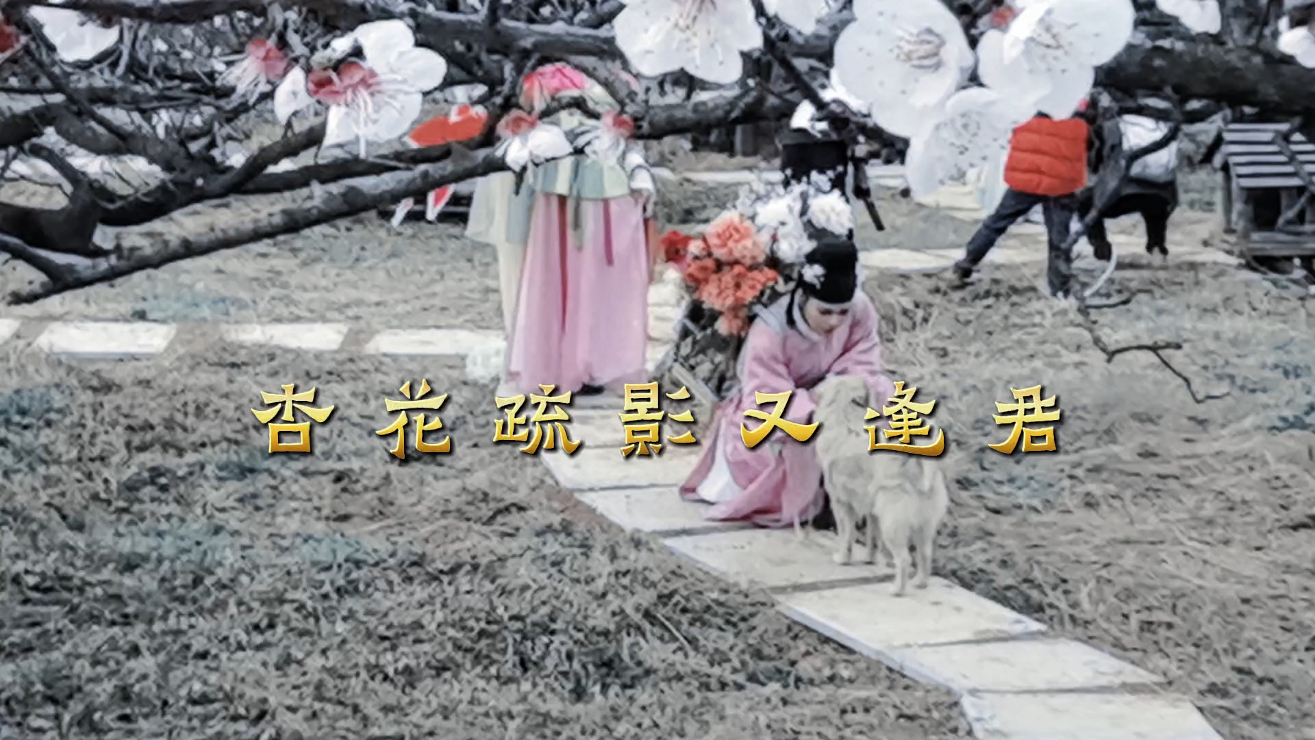 杏花疏影又逢君,爱摄影-荣耀俱乐部