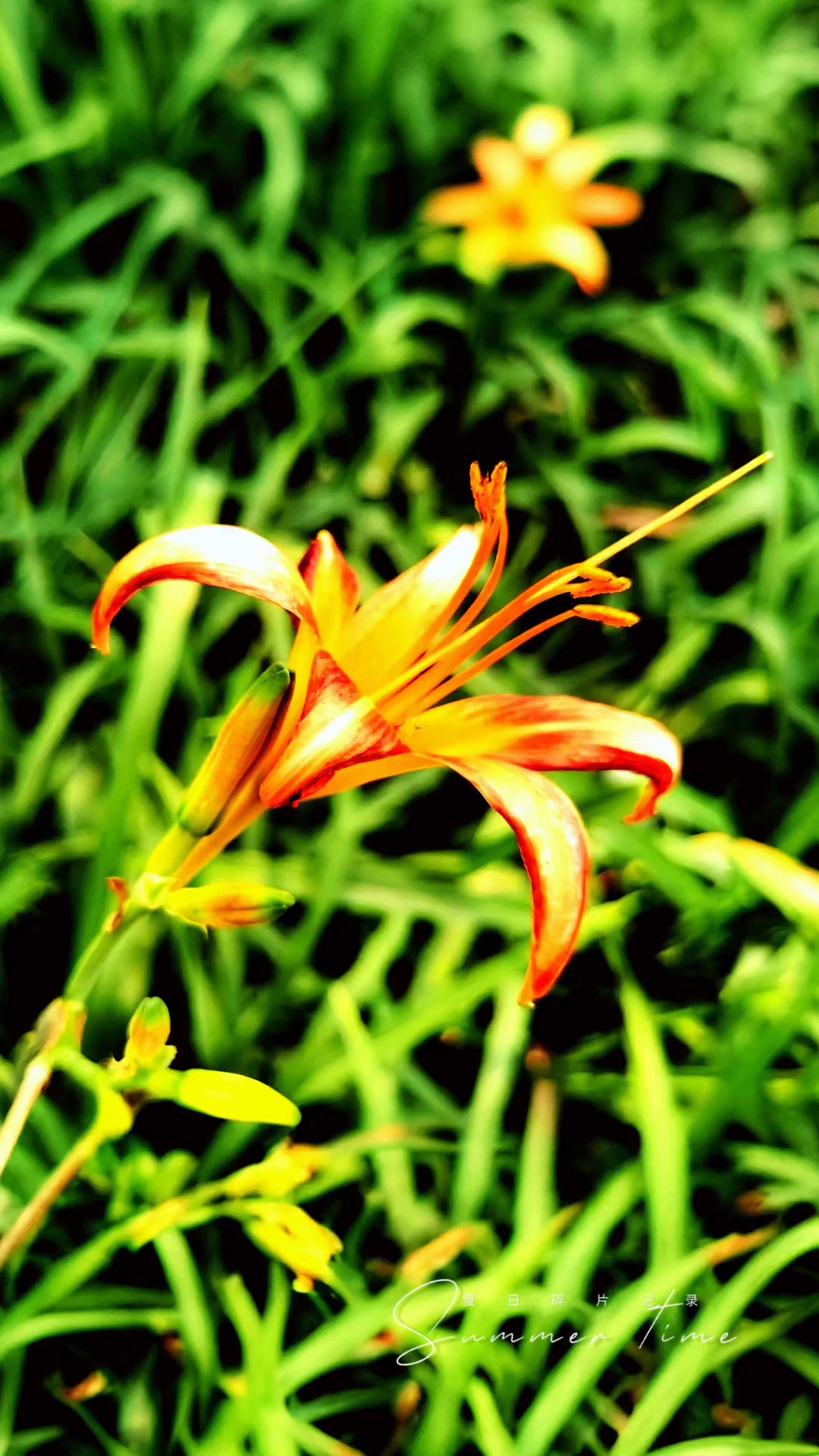 静听一首歌，赏花乐生活,慢生活-荣耀俱乐部