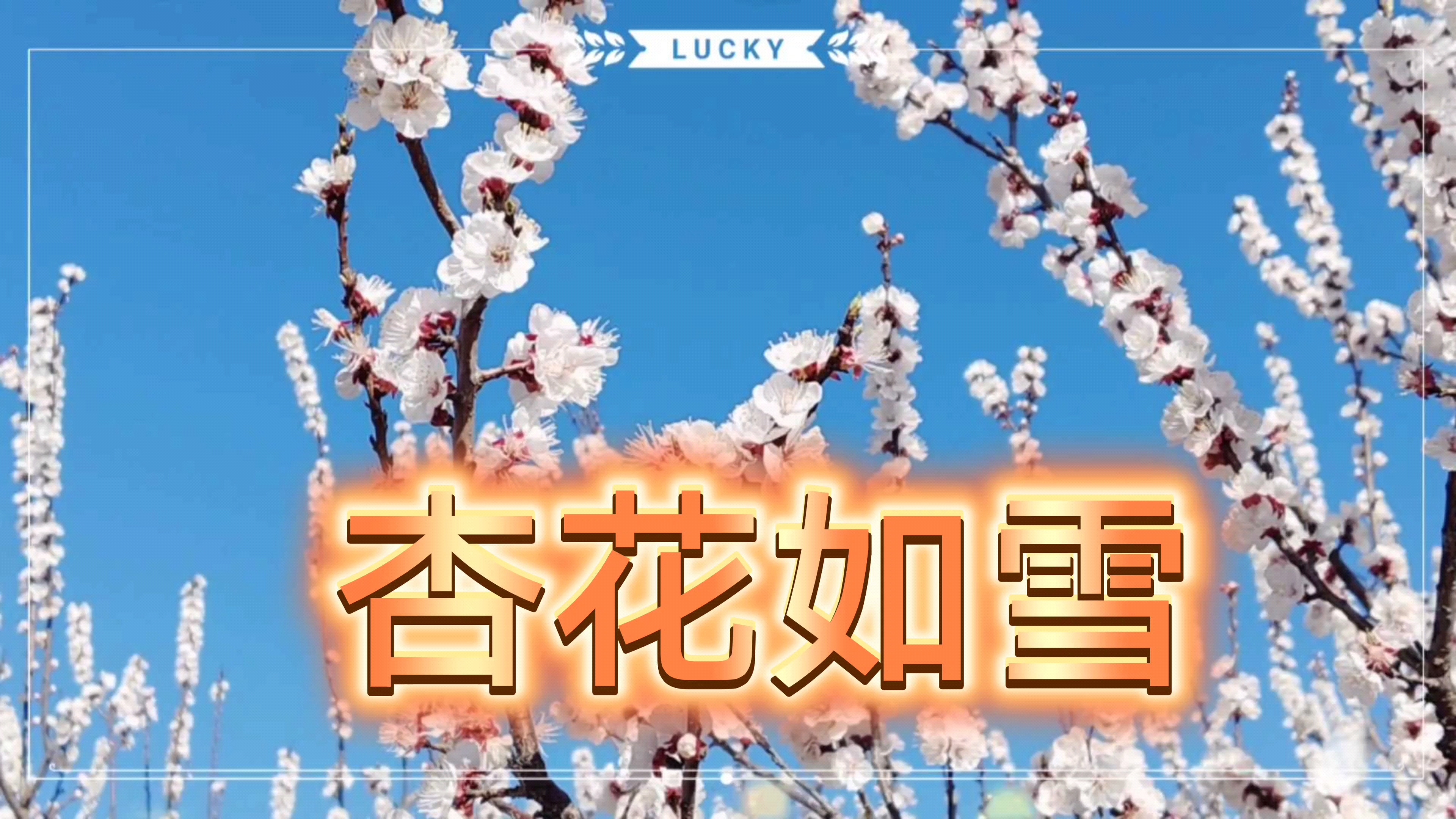 杏花如雪,爱摄影-荣耀俱乐部