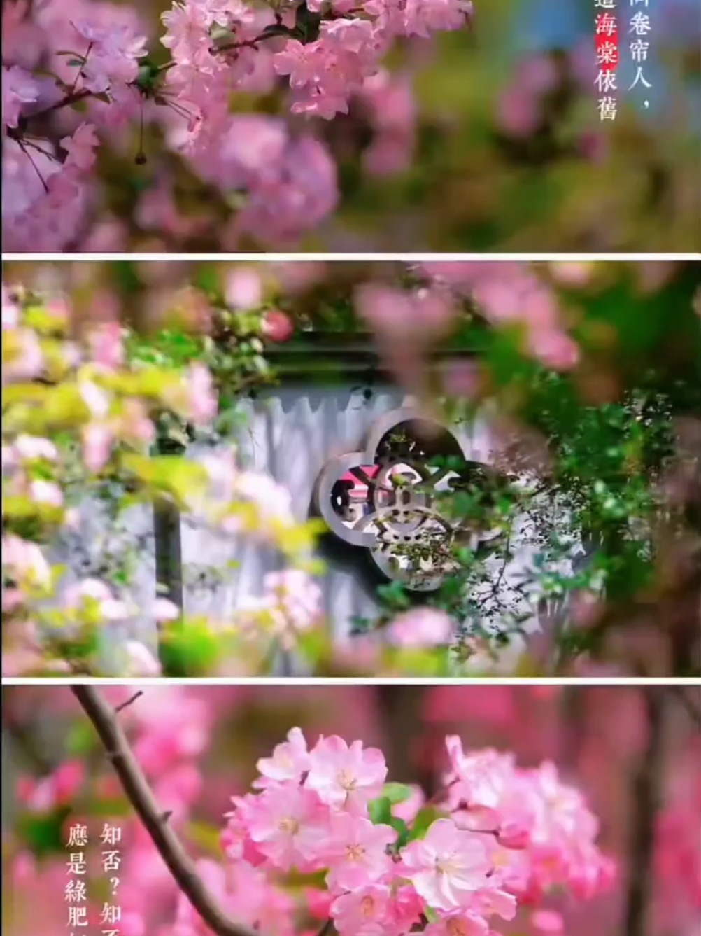 【你好春天】风吟花舞,爱摄影-荣耀俱乐部