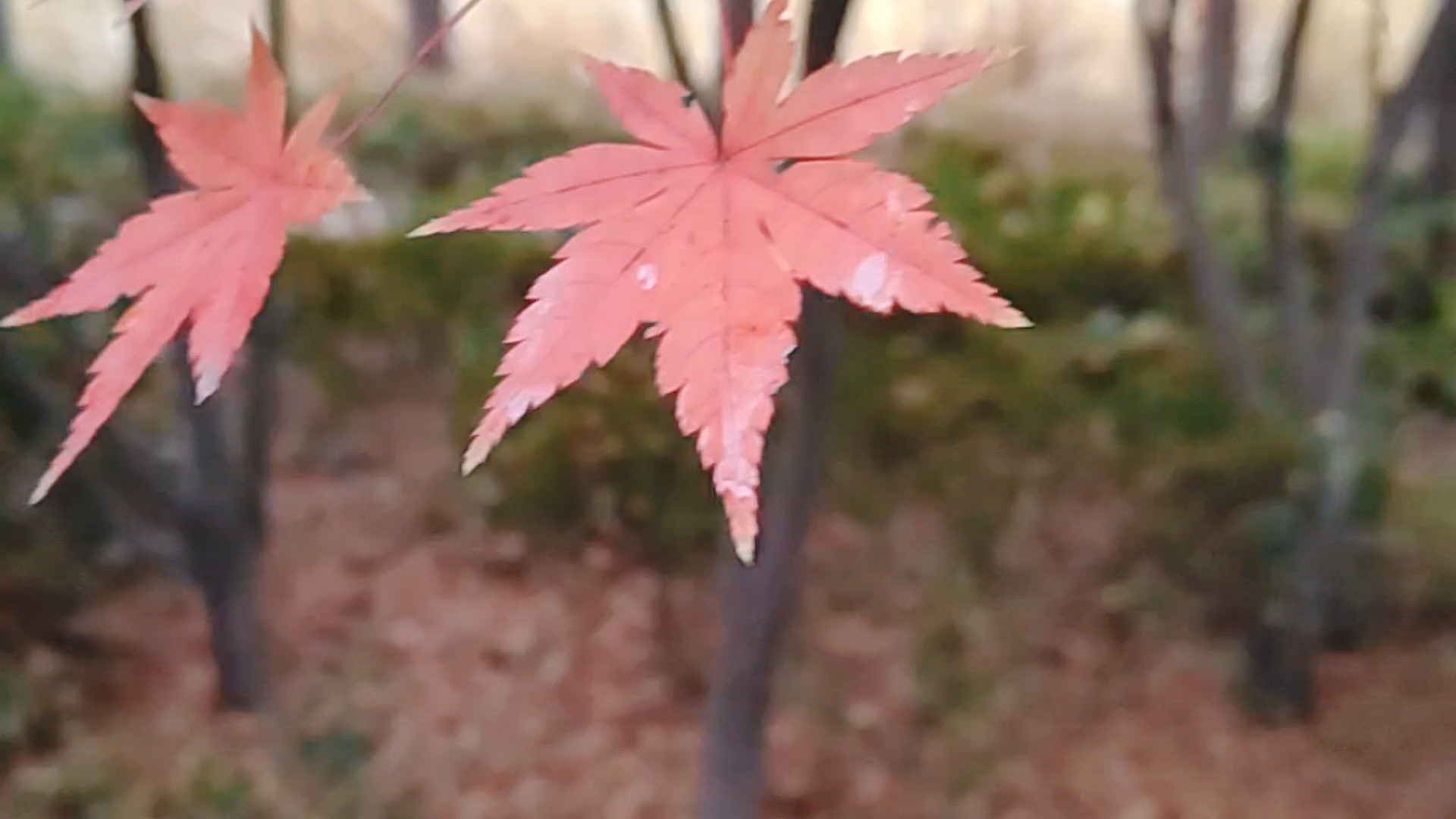 初冬园景,爱摄影-荣耀俱乐部