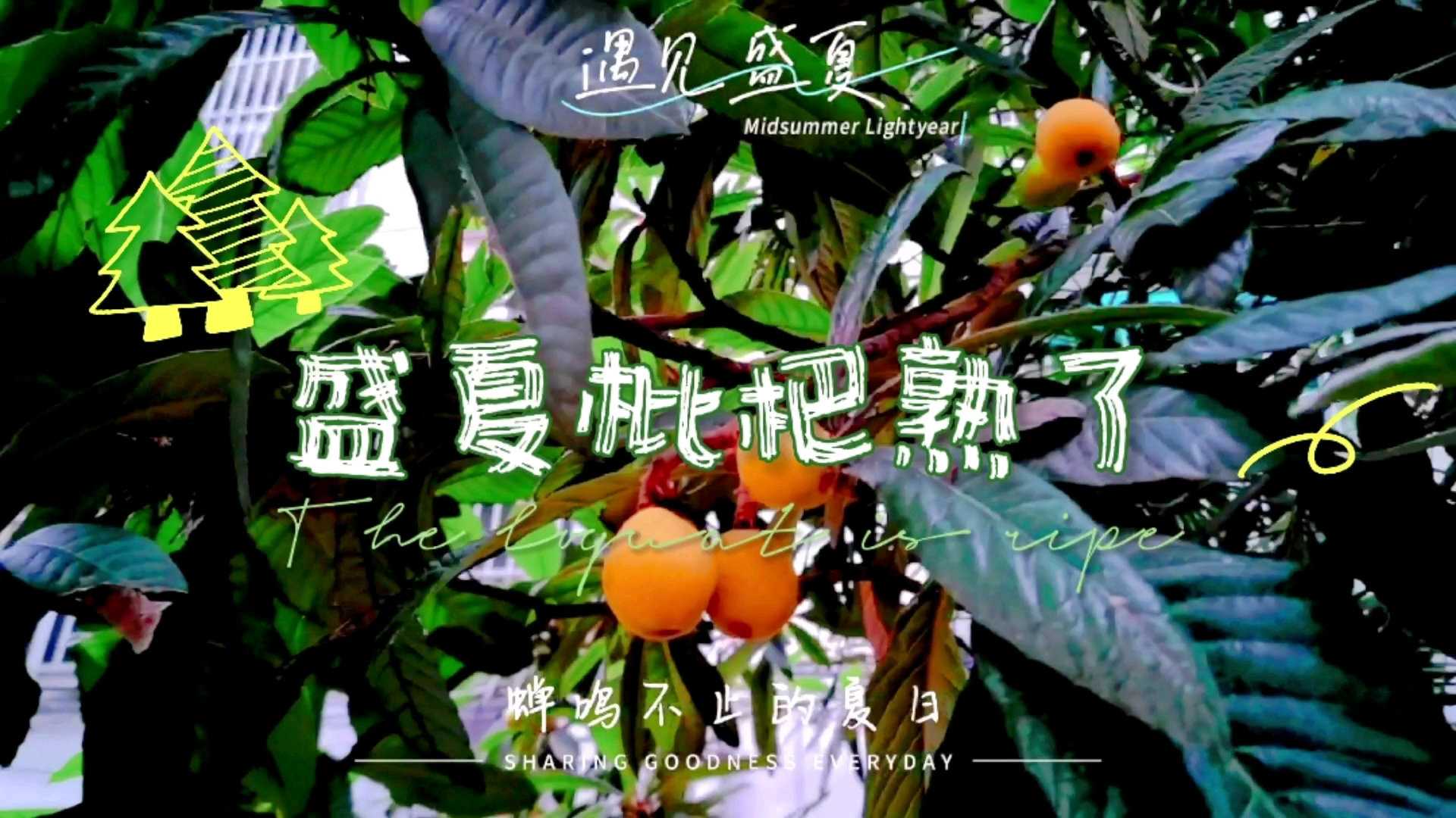 夏日，赏析枇杷香甜、鲜嫩、可口的美味，尝一口，清爽又迷人，享受属于夏季的独特滋味。,爱摄影-荣耀俱乐部