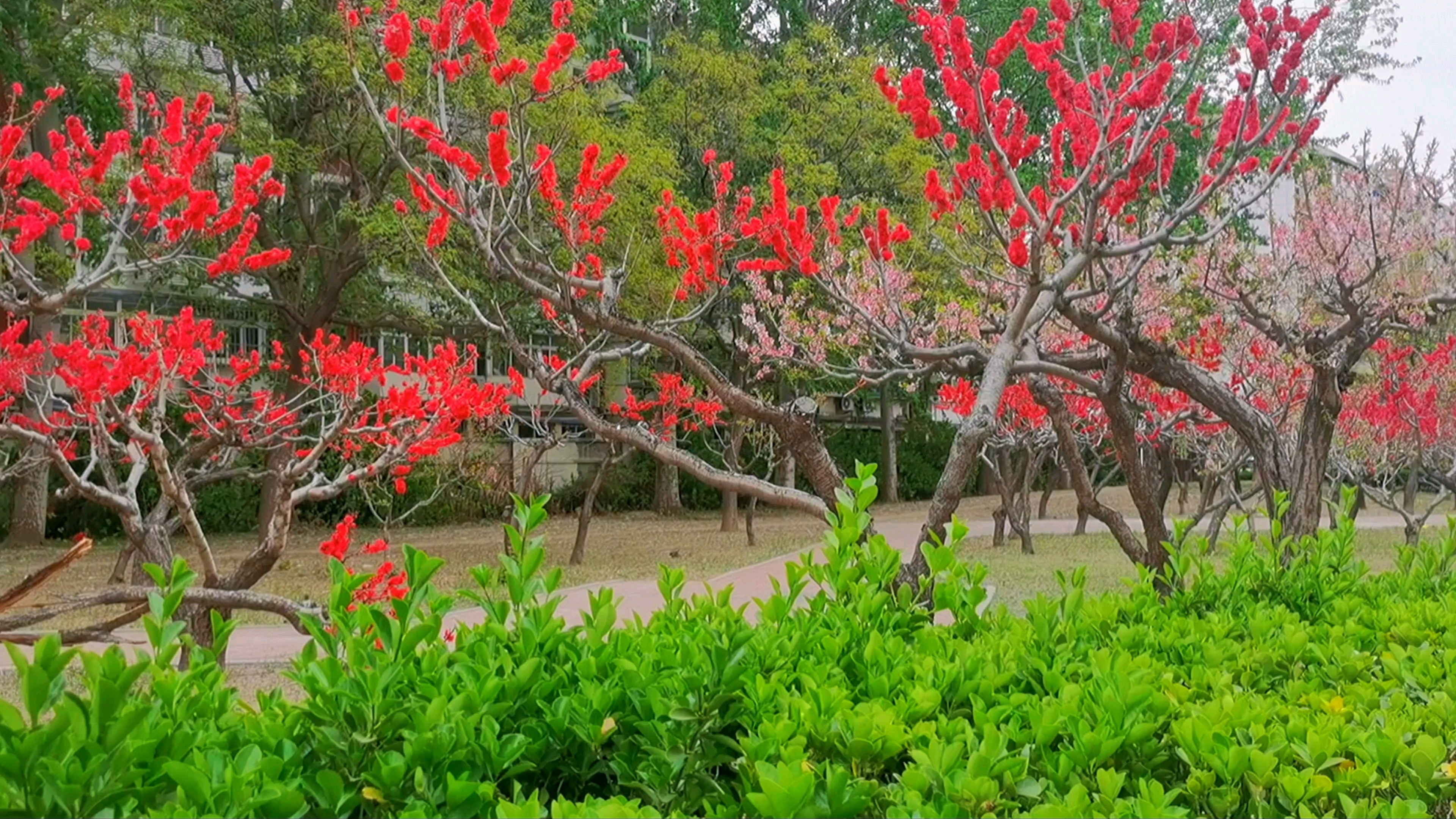 随流年漂泊，看桃花开落,慢生活-荣耀俱乐部