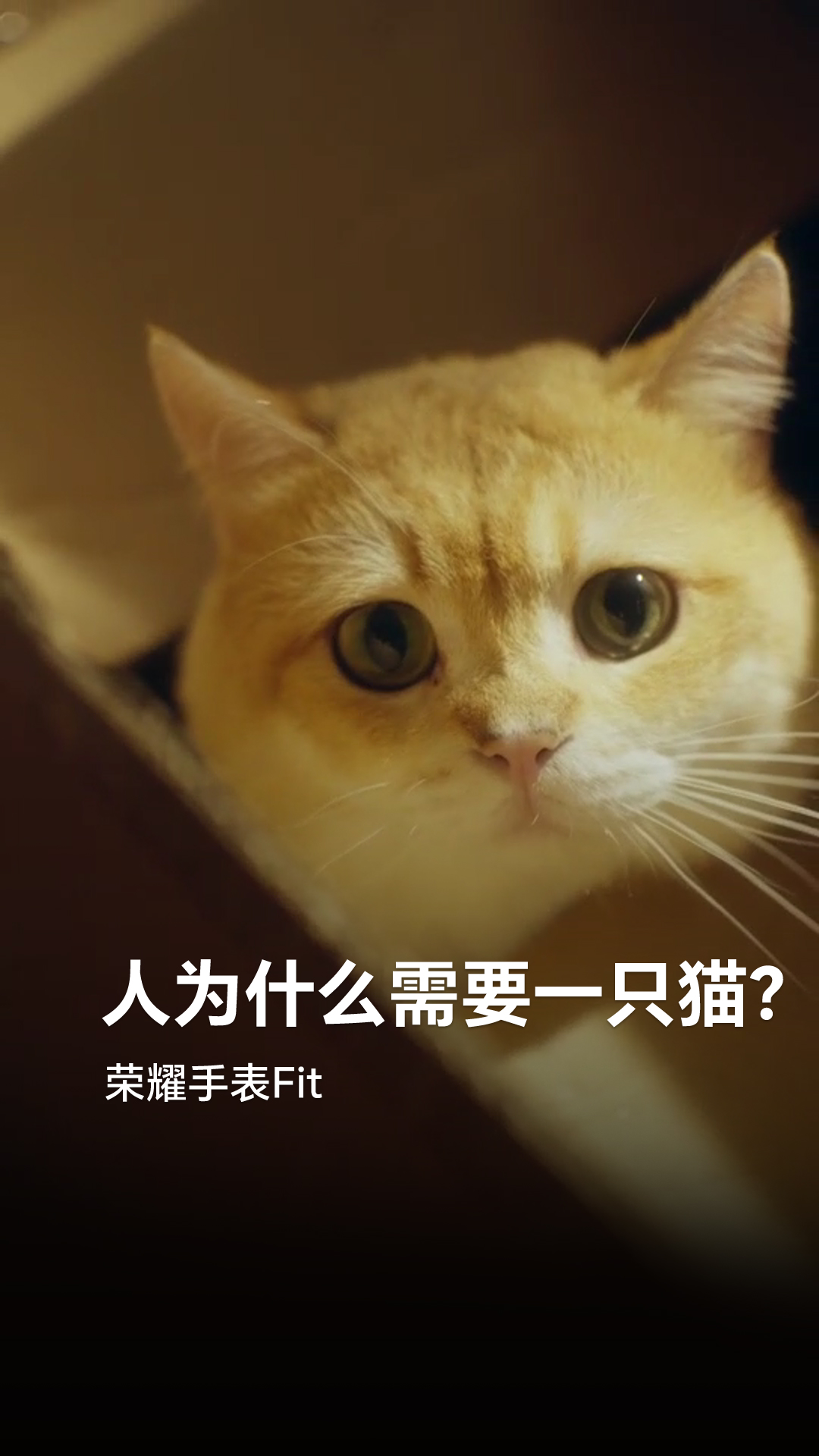 荣耀手表Fit的泡芙，和真实的小猫一样爱着你。健康能量评估，身体状态一目了然；21 种萌宠动作趣味陪伴，情绪价值拉满！,穿戴-荣耀俱乐部